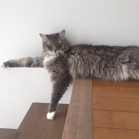 圖片來源:catapartment/twitter