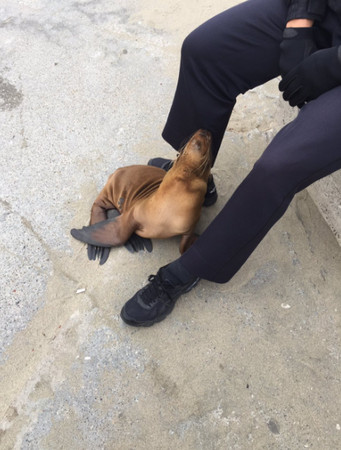 圖片來源：San Francisco Police Department 