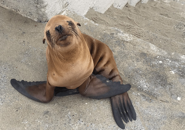 圖片來源：San Francisco Police Department 