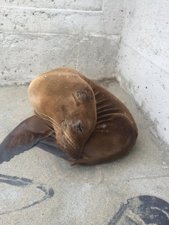 圖片來源：San Francisco Police Department 