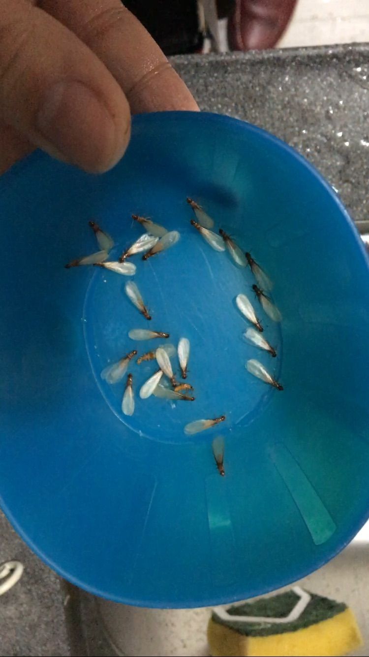 圖片來源：asasas711／香港討論區