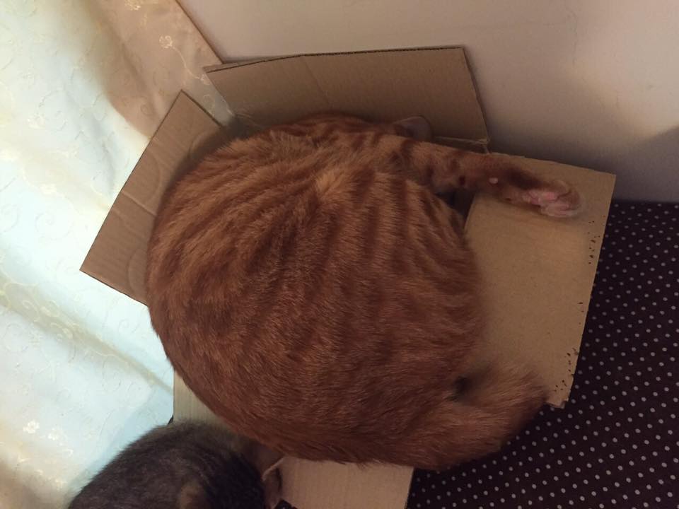 圖片來源:Jieyu Liu/貓咪也瘋狂俱樂部