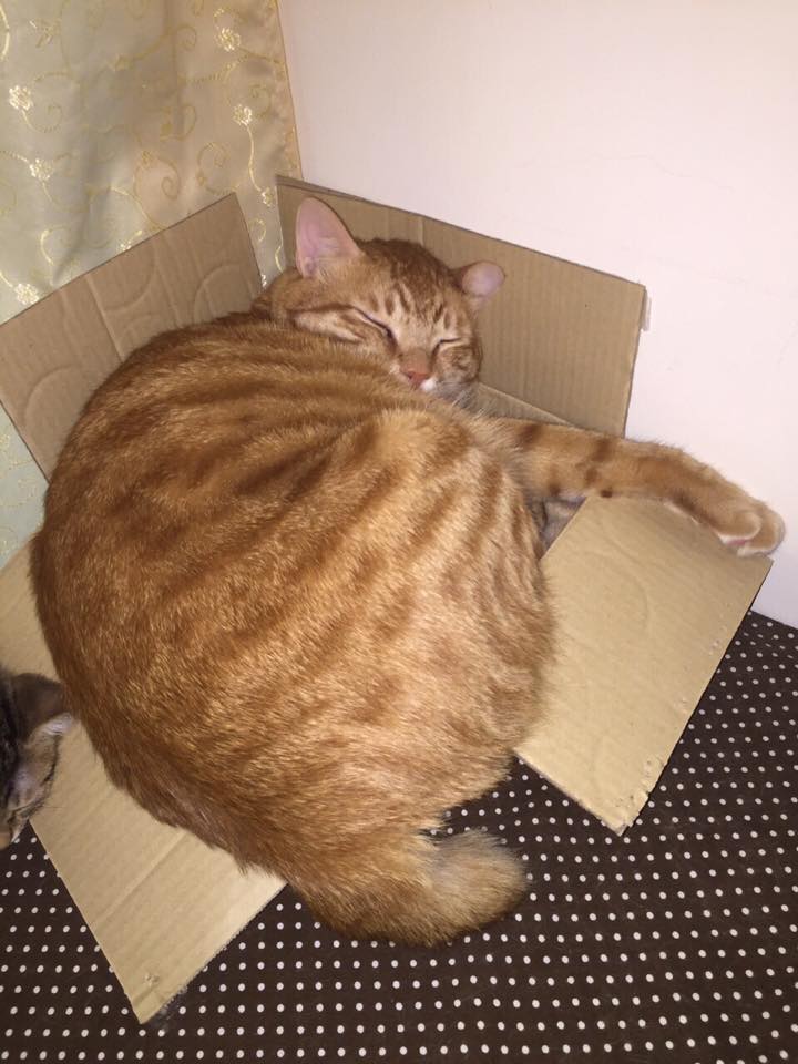 圖片來源:Jieyu Liu/貓咪也瘋狂俱樂部