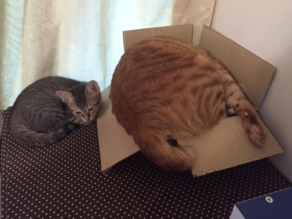 圖片來源:Jieyu Liu/貓咪也瘋狂俱樂部