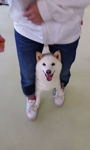 圖片來源:anamacid/twitter