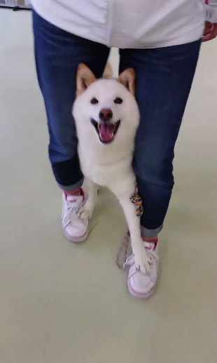 圖片來源:anamacid/twitter