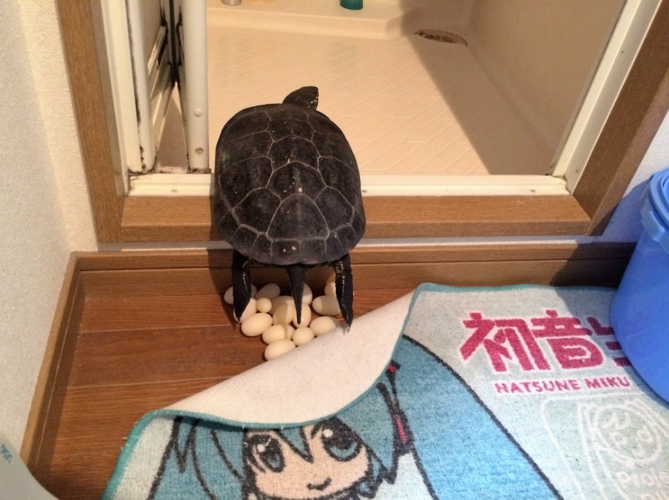 圖片來源：narupajin/twitter