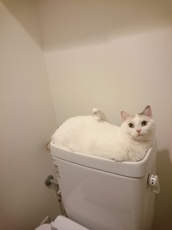 圖片來源：takuromochi/twitter