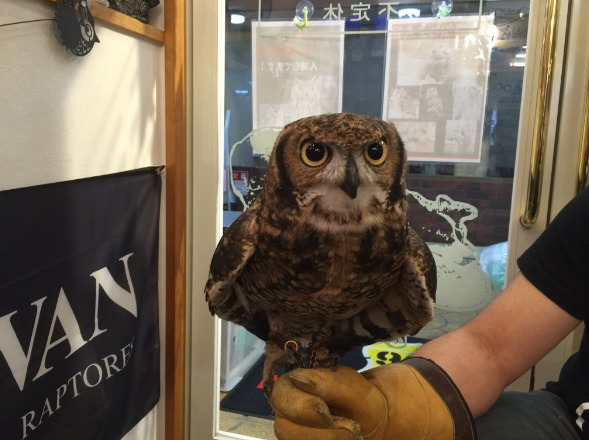 圖片來源：lychee510/twitter