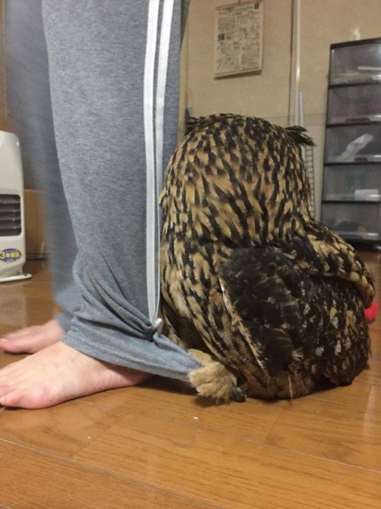 圖片來源：lychee510/twitter