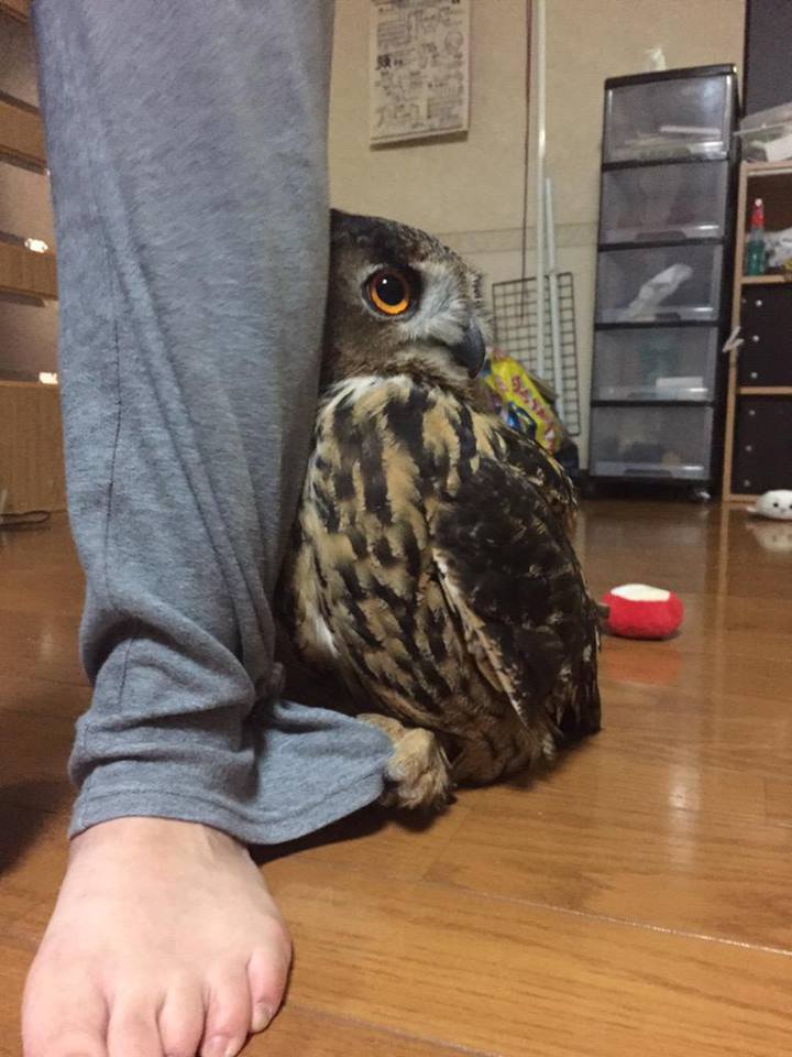 圖片來源：lychee510/twitter