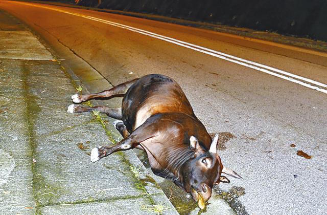 圖片來源：蘋果日報