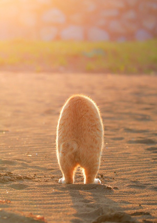 圖片來源:wandatoneko/twitter