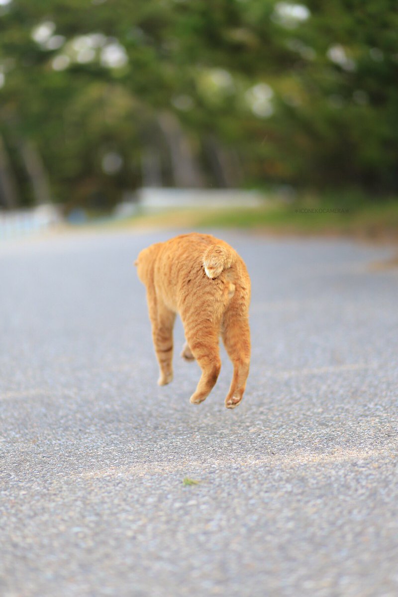 圖片來源:wandatoneko/twitter