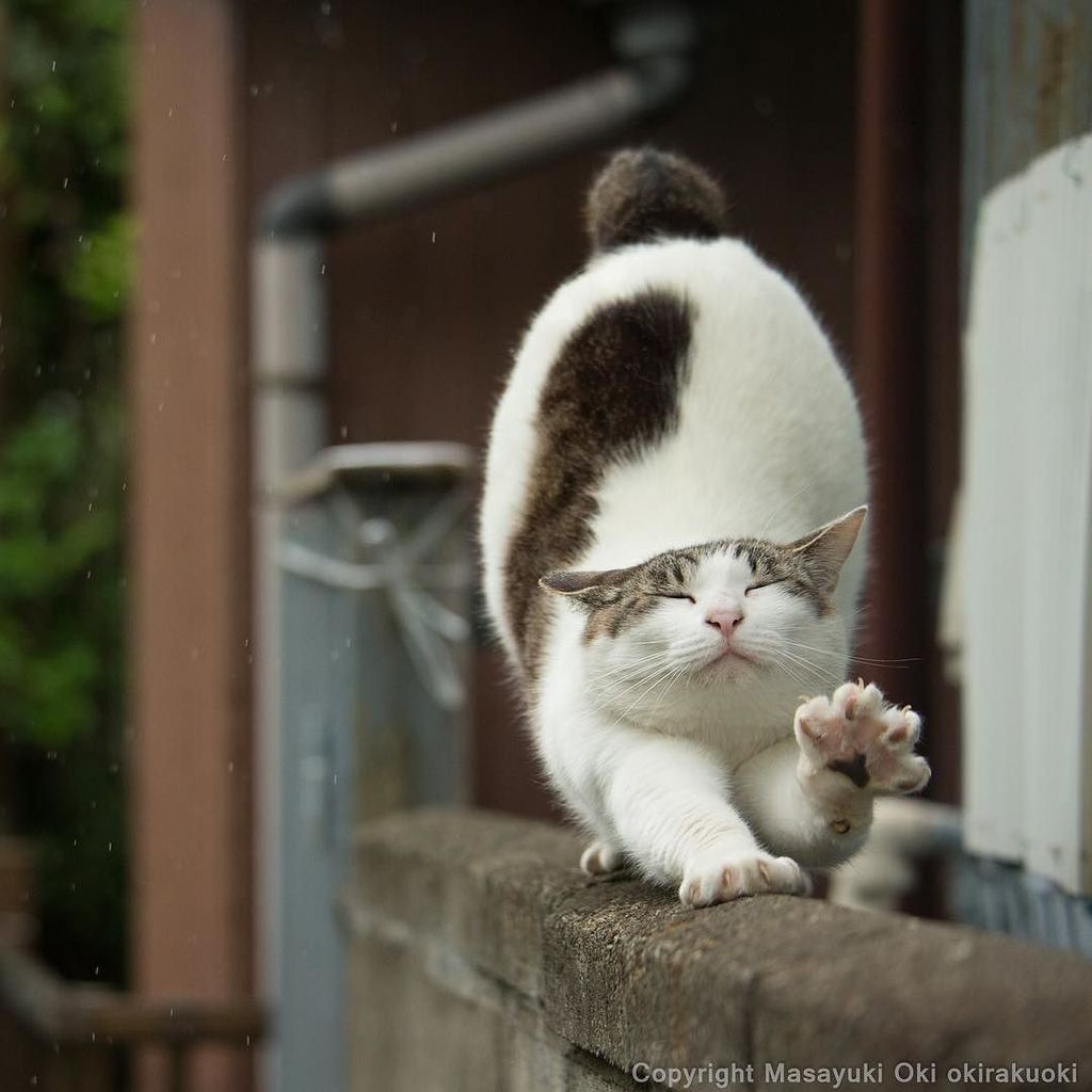 圖片來源:wandatoneko/twitter