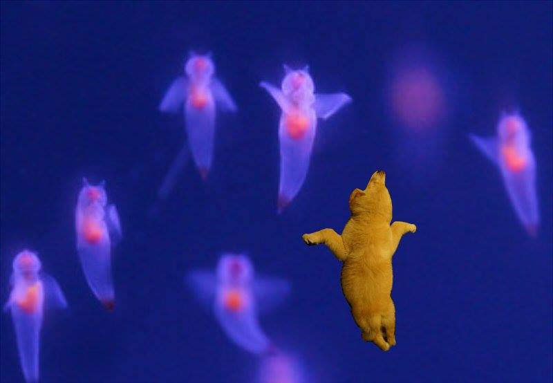 圖片來源: sakurai_energy/twitter