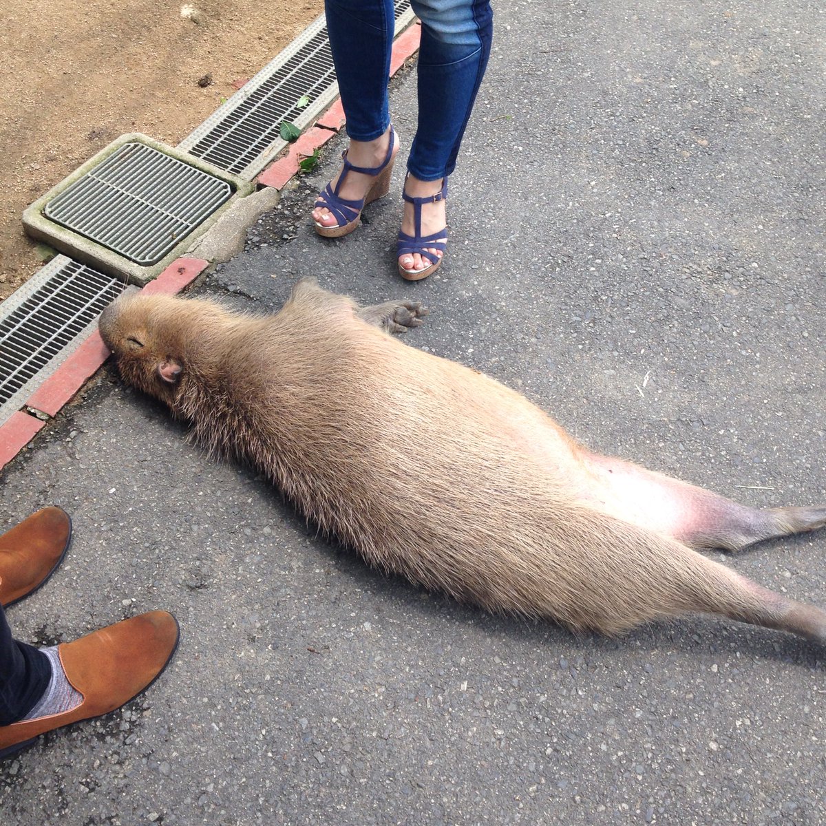 圖片來源: AromaCordelia/twitter