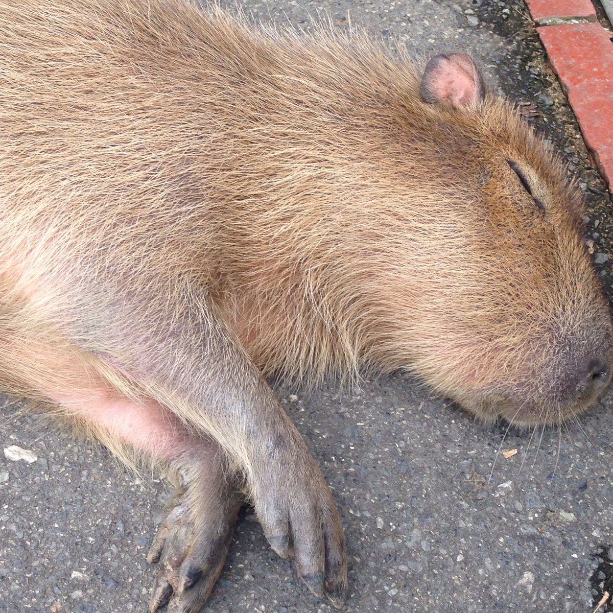 圖片來源: AromaCordelia/twitter