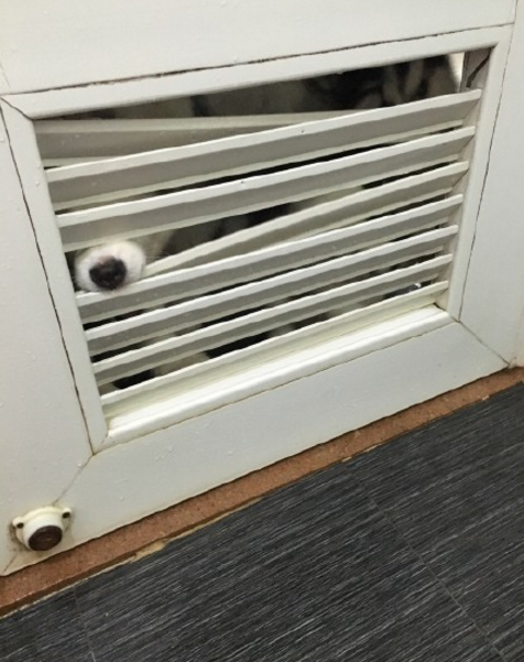 圖片來源：大鍋只是喝醉/微博