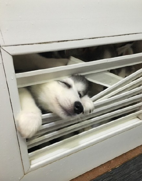 圖片來源：大鍋只是喝醉/微博