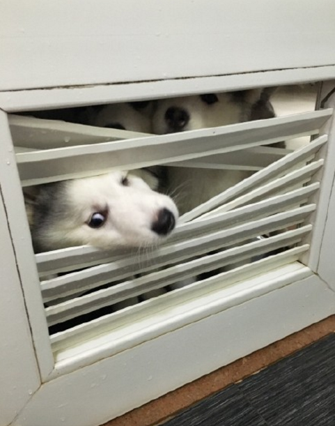 圖片來源：大鍋只是喝醉/微博