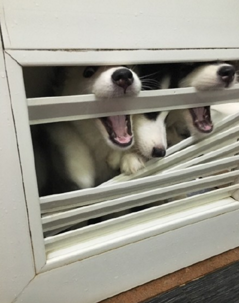 圖片來源：大鍋只是喝醉/微博