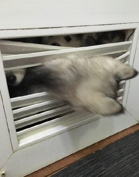 圖片來源：大鍋只是喝醉/微博