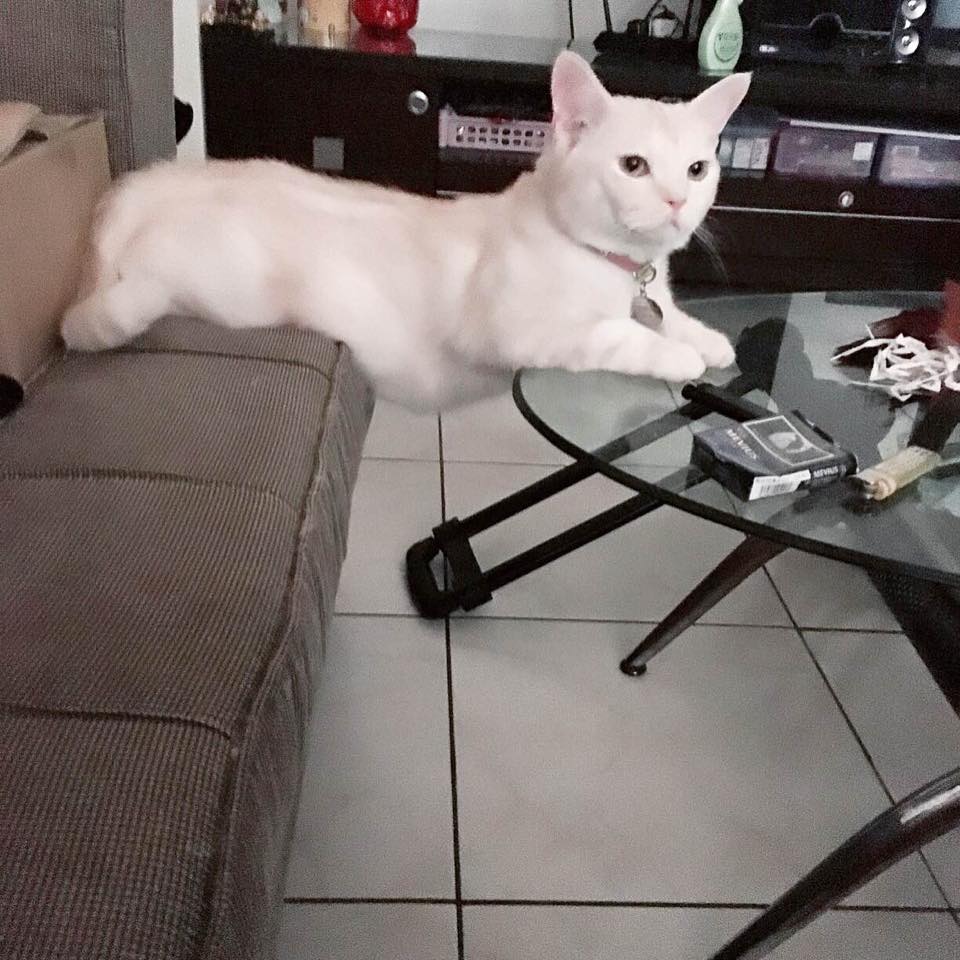 圖片來源:樂樂/貓咪也瘋狂俱樂部 CrazyCat club