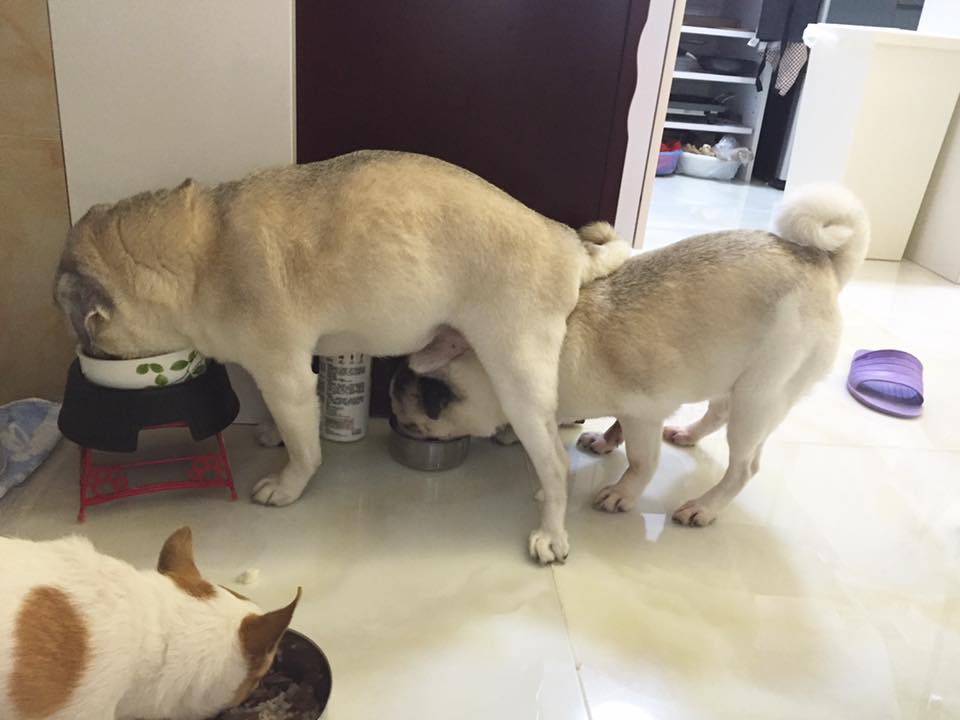 圖片來源: Hazy Yip/八哥大聯盟 Pug