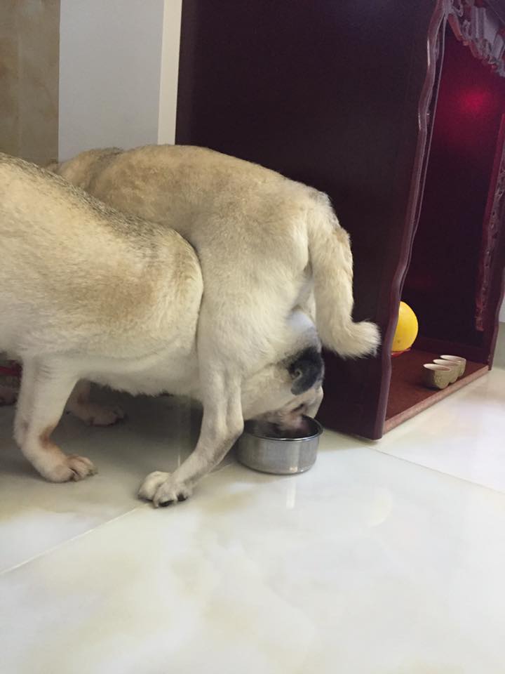 圖片來源: Hazy Yip/八哥大聯盟 Pug