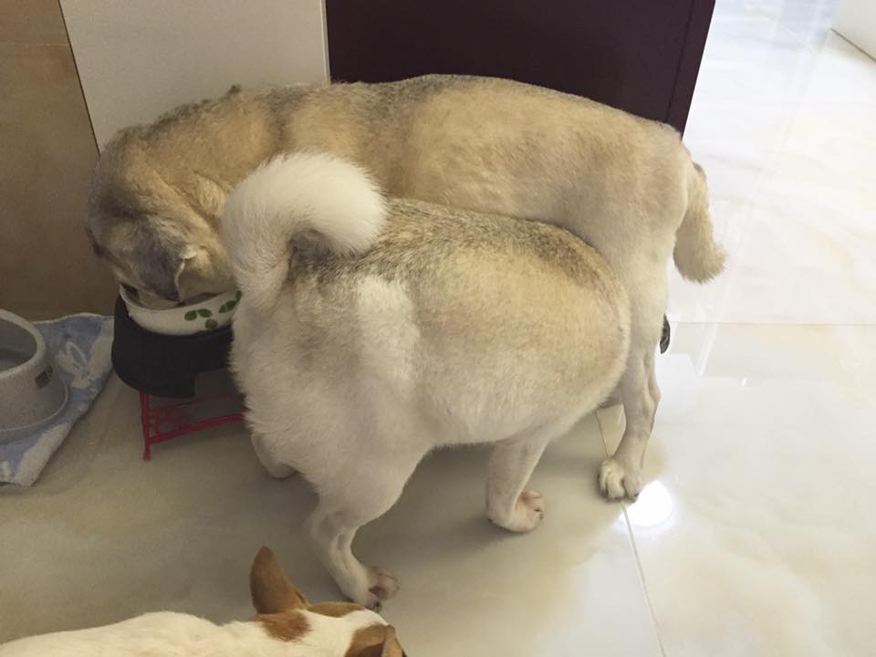 圖片來源: Hazy Yip/八哥大聯盟 Pug