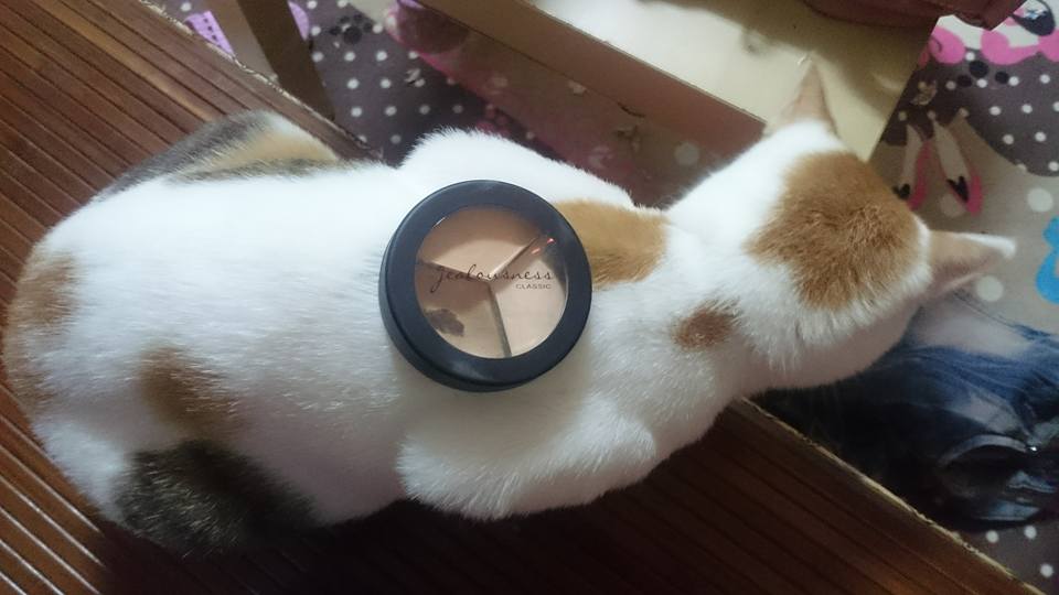 圖片來源：李怡君／貓咪也瘋狂俱樂部