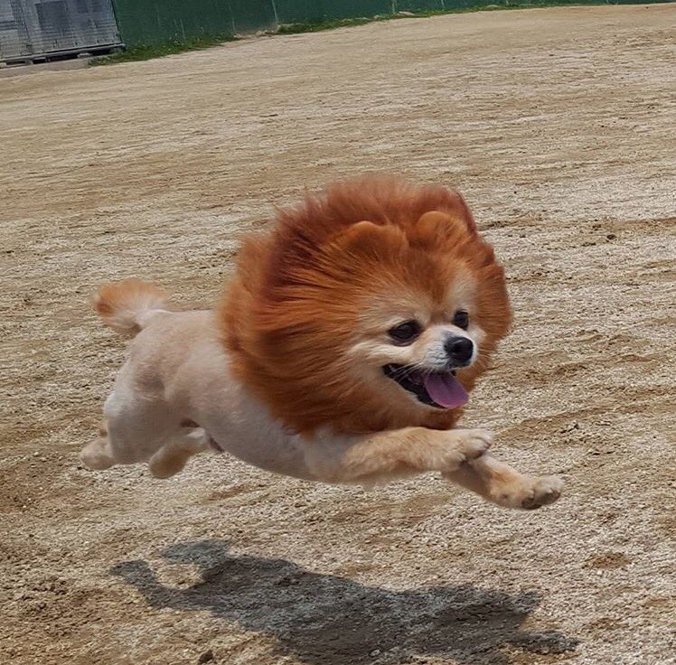 圖片來源： yaba_zoo2/twitter 