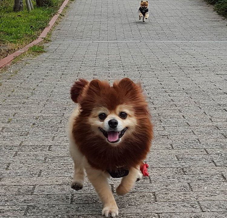 圖片來源： yaba_zoo2/twitter 