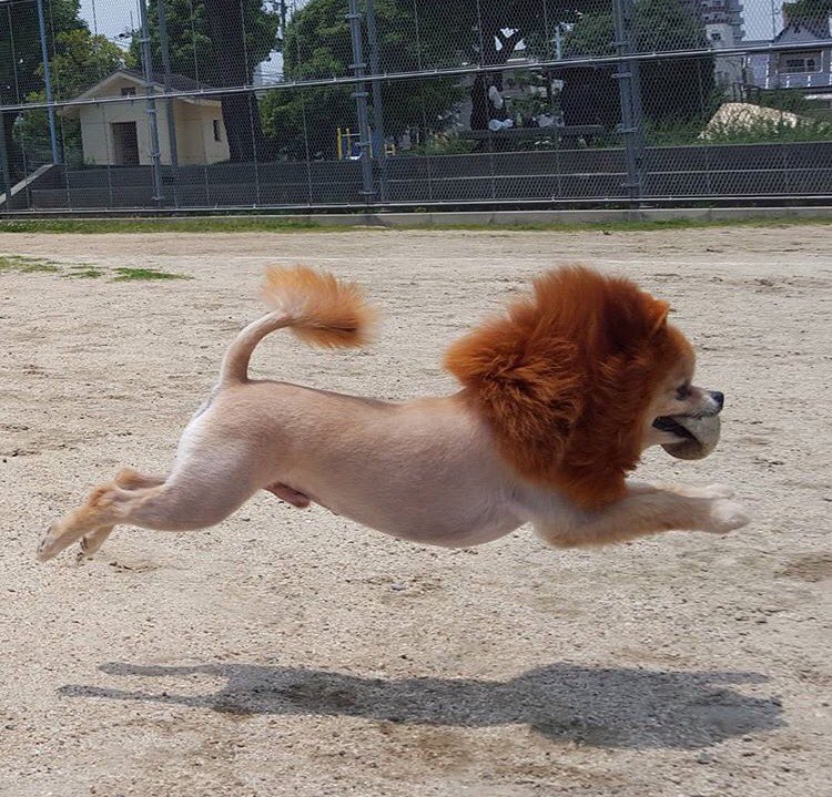 圖片來源： yaba_zoo2/twitter 