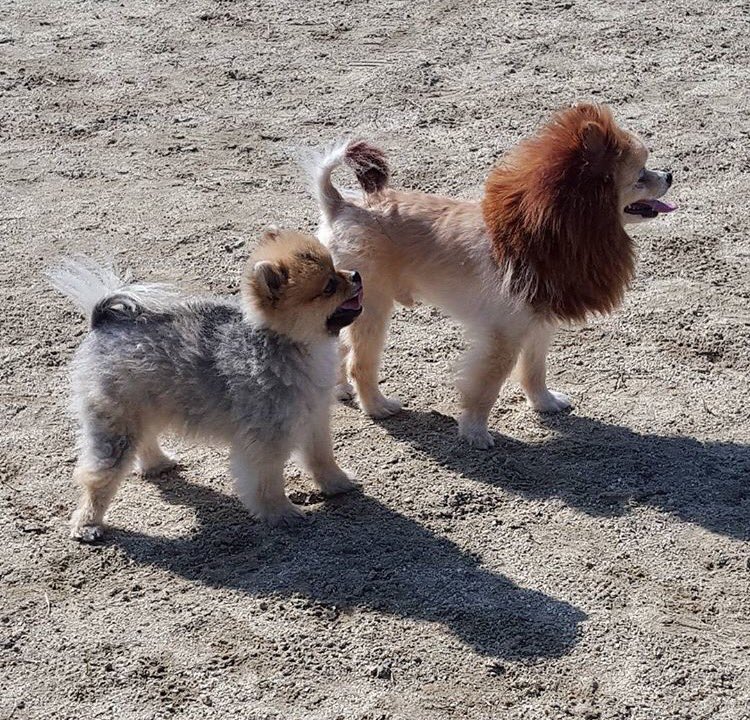 圖片來源：yaba_zoo2/twitter 