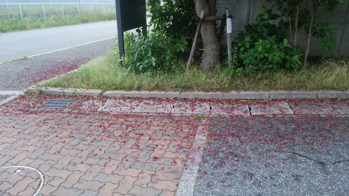 圖片來源:satopeanuts/twitter