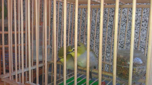 圖片來源:橋墩下ㄉ黑鯛/隨意窩