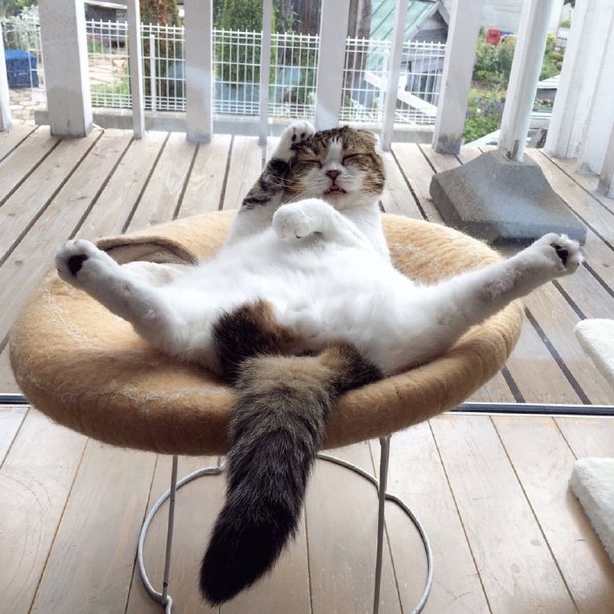 圖片來源:akihimatandon11/twitter