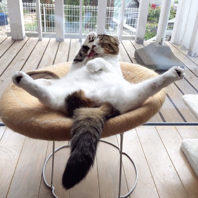 圖片來源:akihimatandon11/twitter