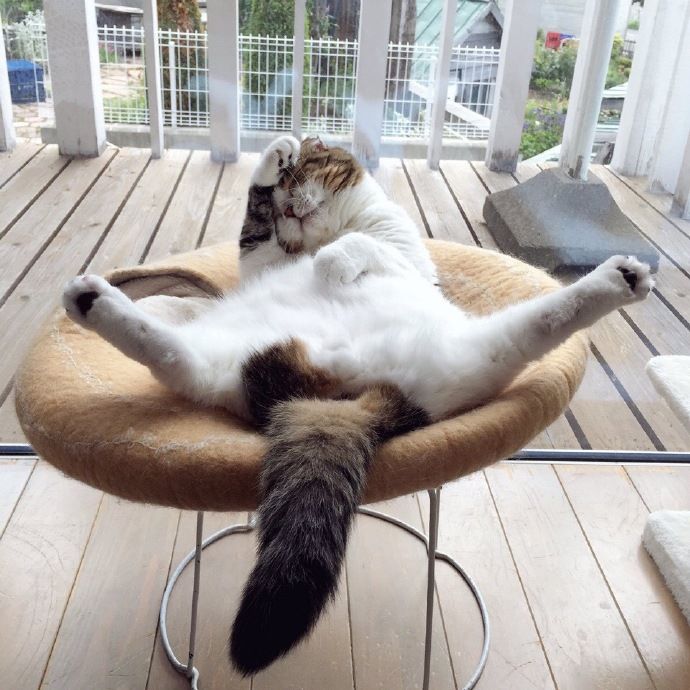 圖片來源:akihimatandon11/twitter