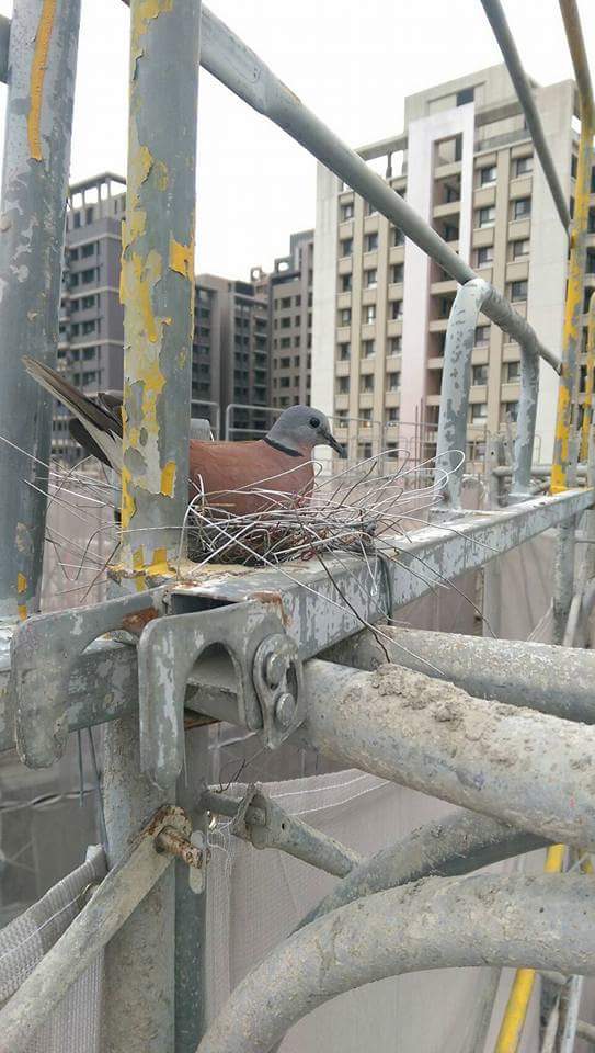 圖片來源:顏瑞哲/爆料公社