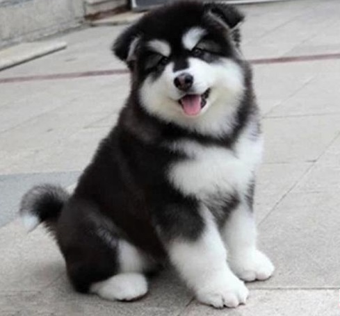 圖片來源：qugouhui