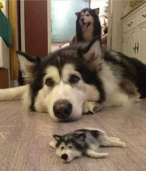 圖片來源： hamusoku.com