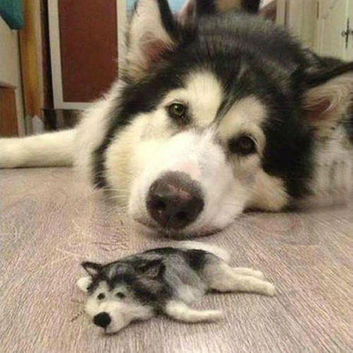 圖片來源： hamusoku.com