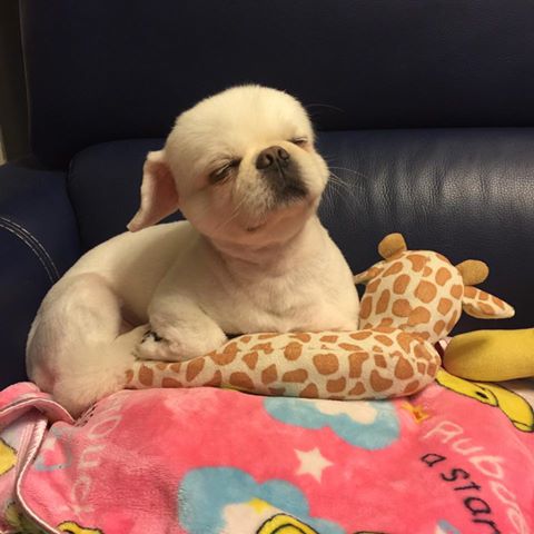 圖片來源:Edmond Fung/北京狗俱樂部