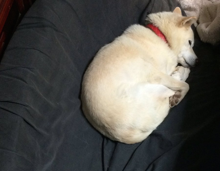 圖片來源:_kin_taro_/twitter