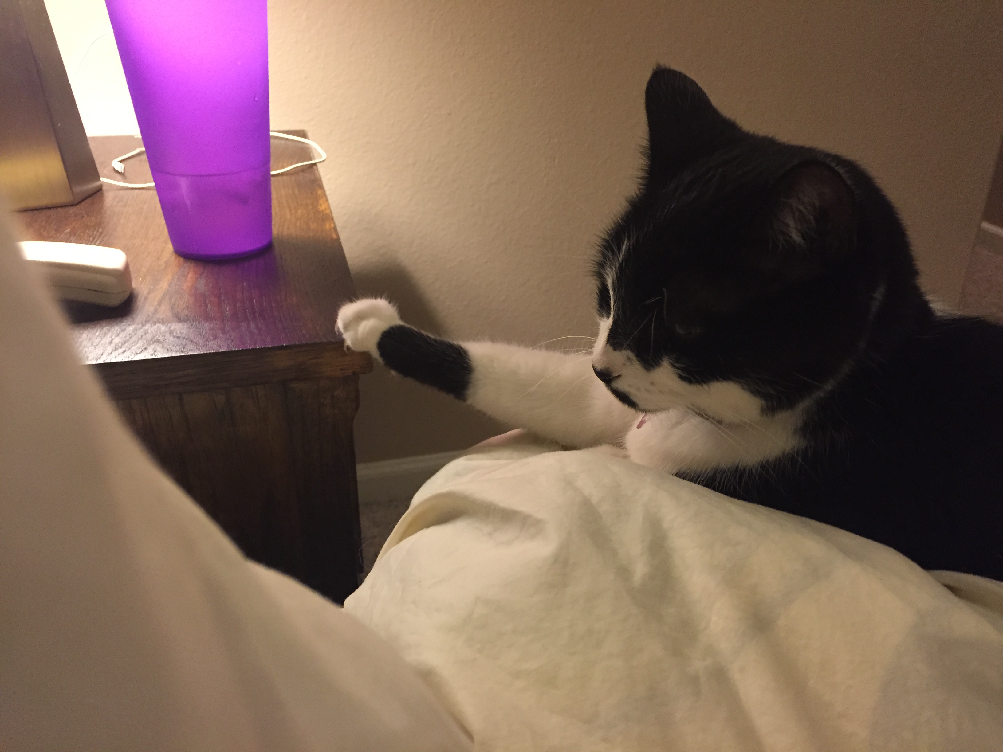 圖片來源：imgur