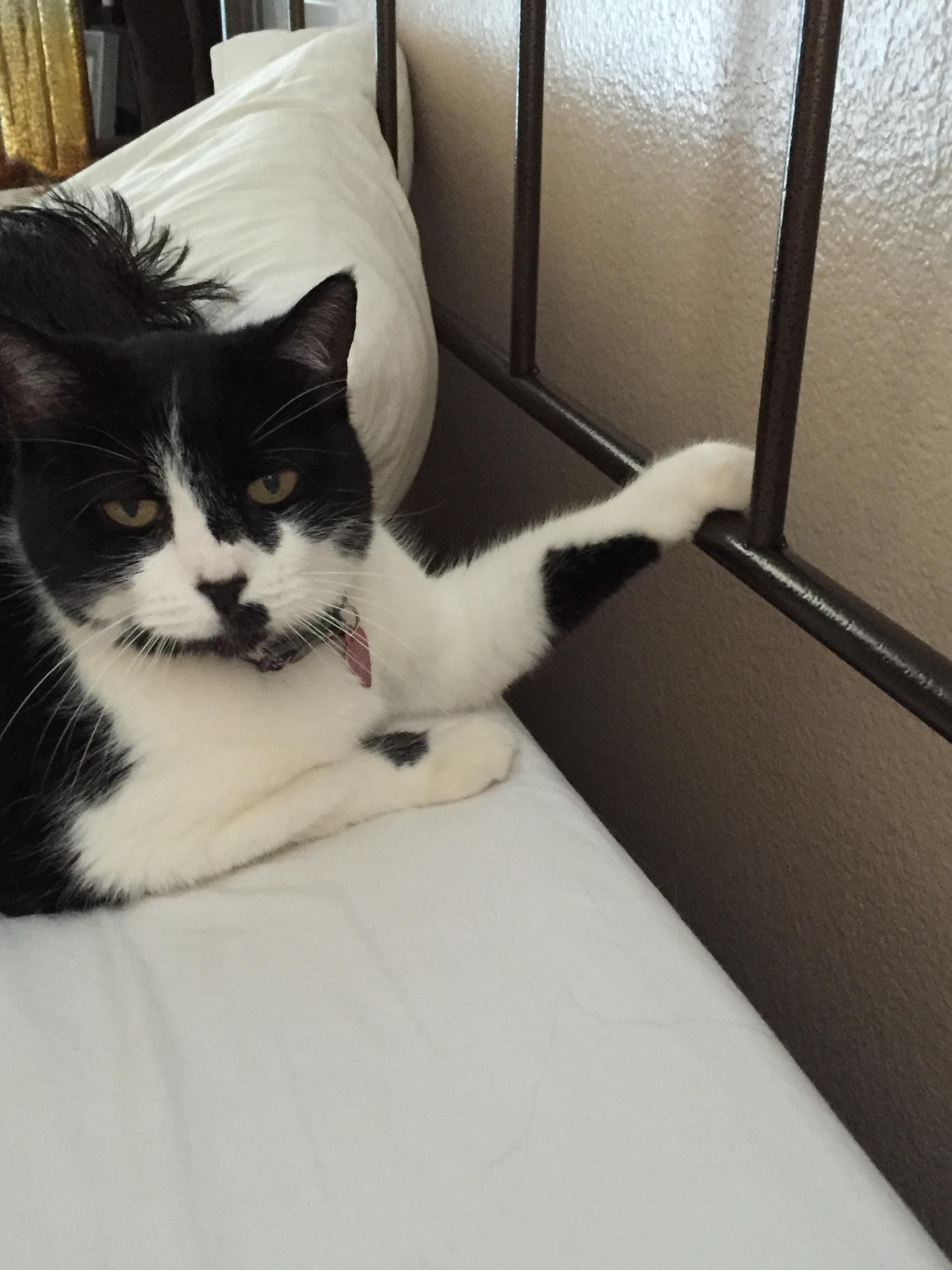 圖片來源：imgur