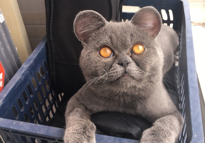 圖片來源：小豚子不長刺 ／微博